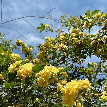 Bacvice דירה ספליט