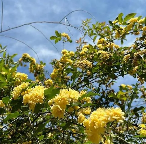 Bacvice Apartamento Split